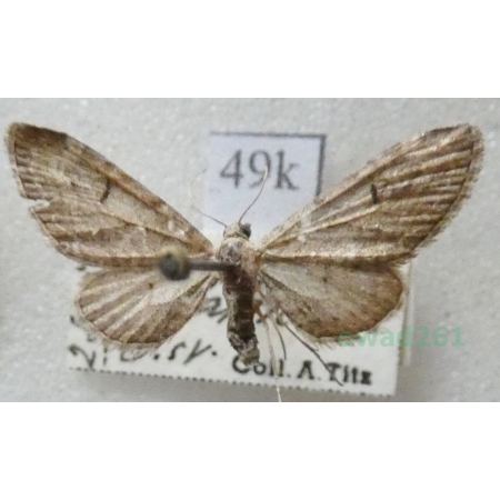 Eupithecia innotata (Hufnagel, 1767) Grotnik nierysek Czech49k